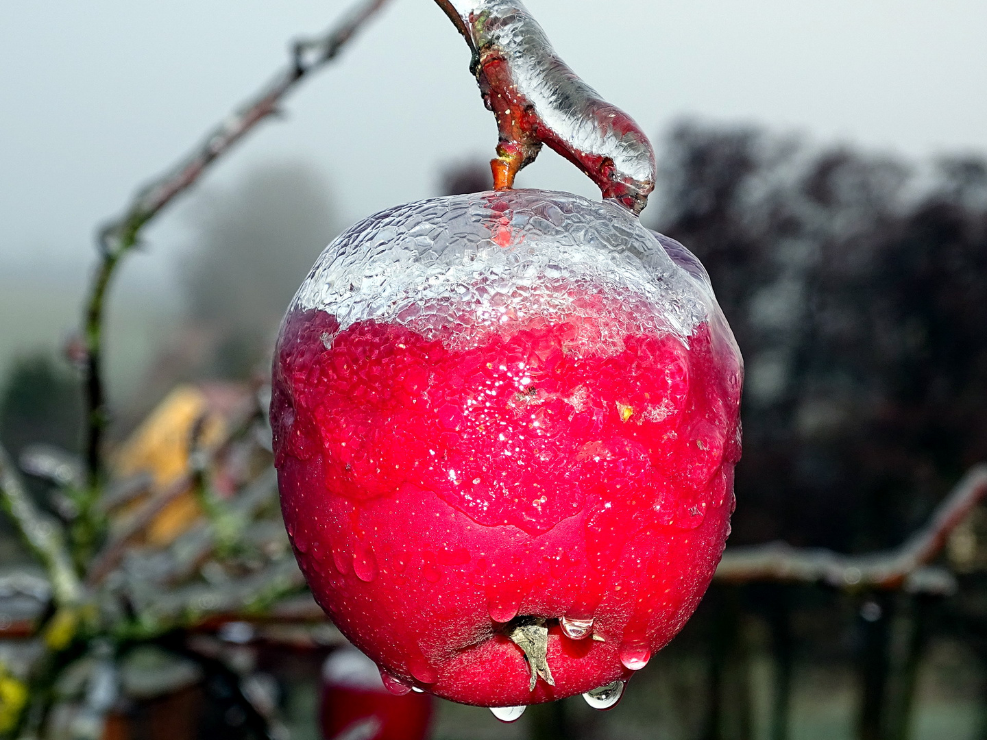 Apfel im Eismantel