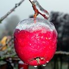 Apfel im Eismantel
