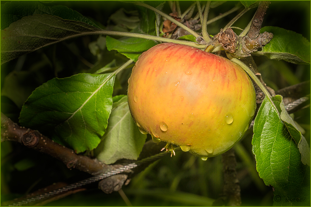 Apfel im Fokus