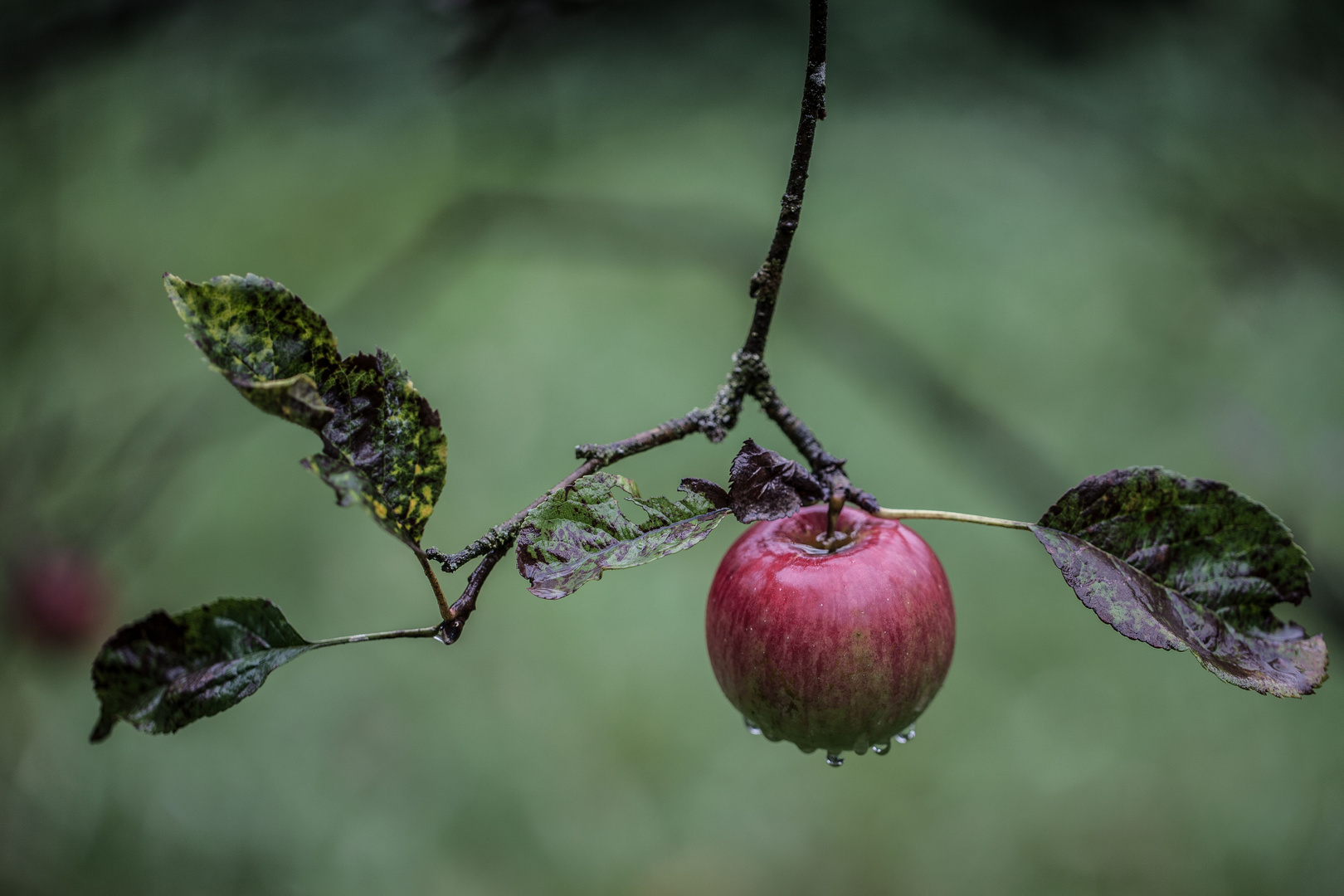 Apfel im Herbst