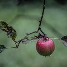 Apfel im Herbst