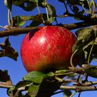 Apfel im Herbst