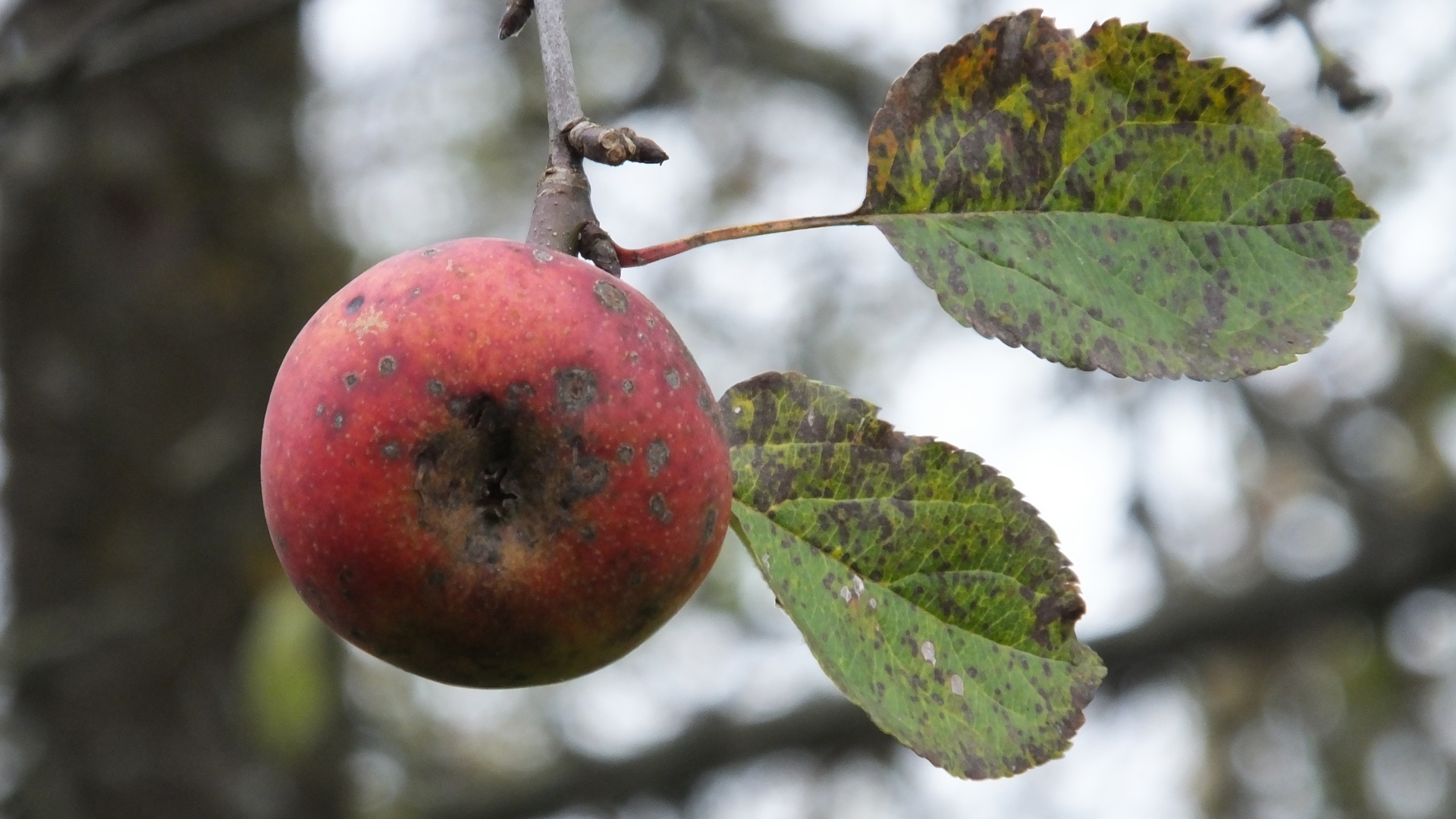 Apfel im Herbst 