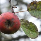 Apfel im Herbst 