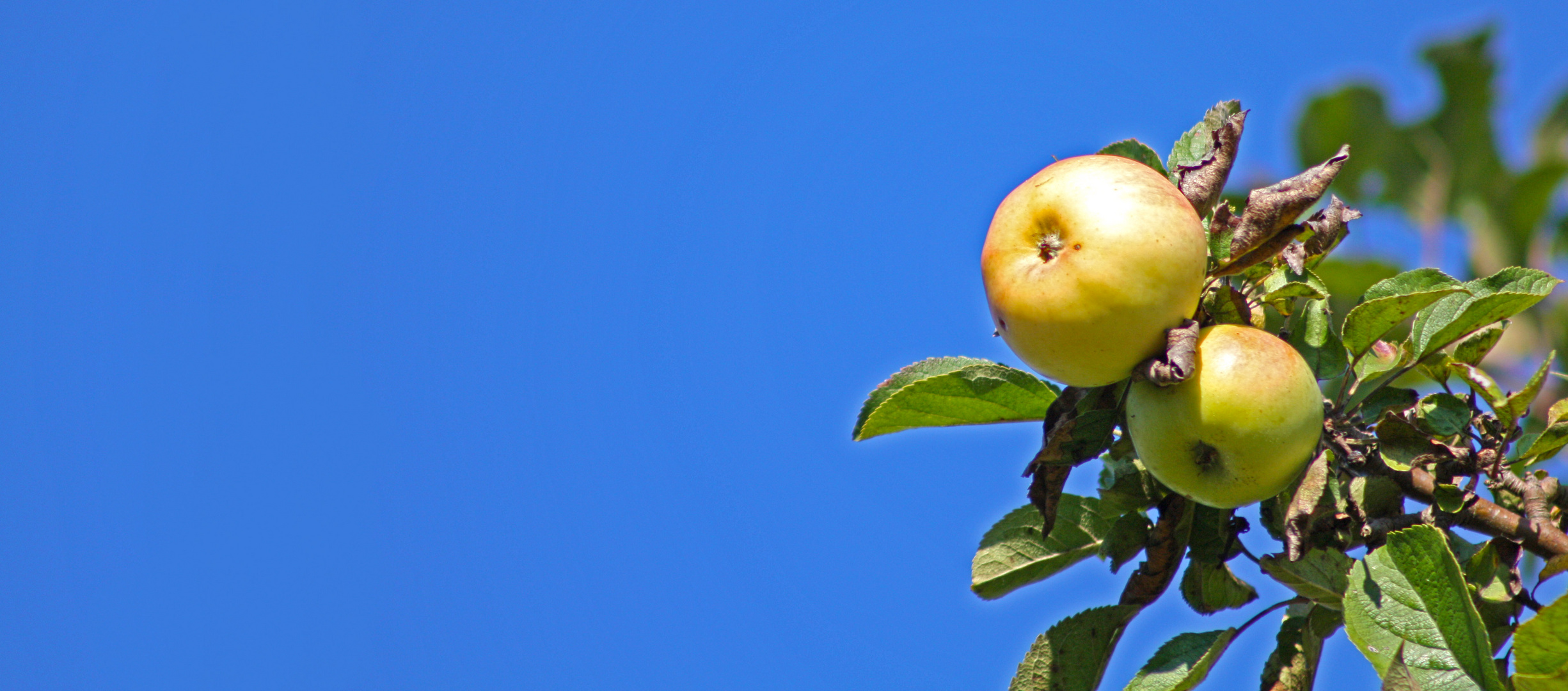 Apfel im Herbst