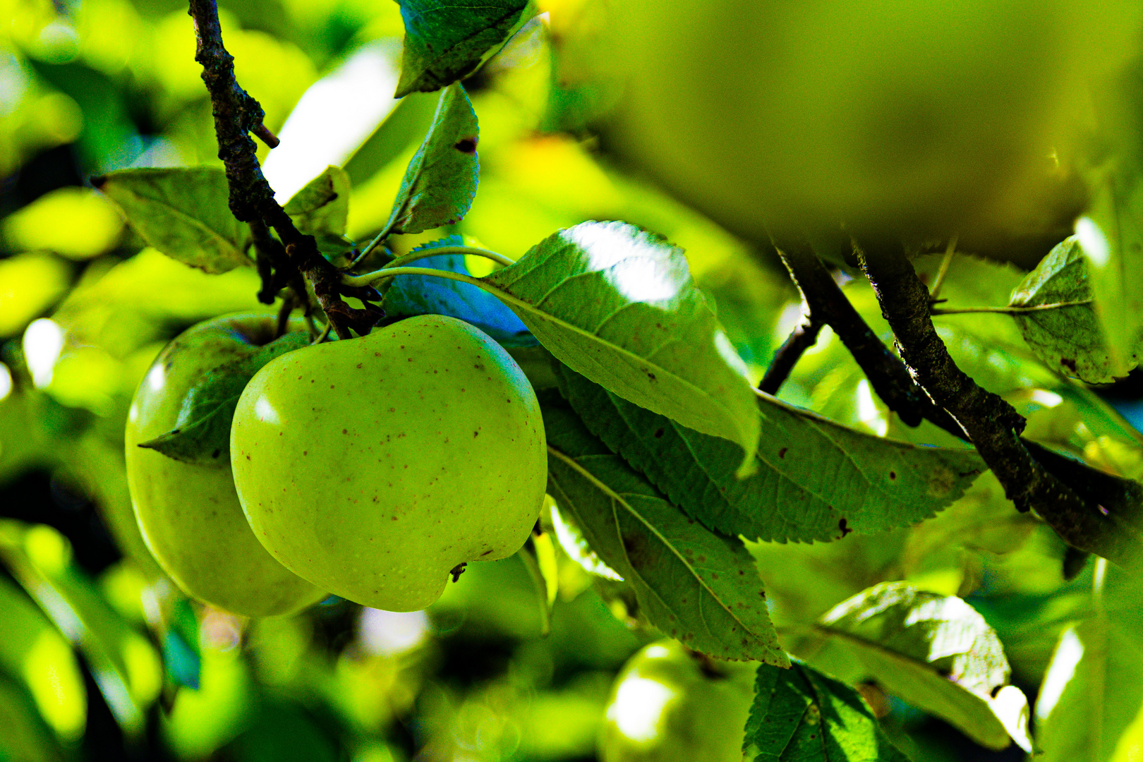 Apfel im Herbst 