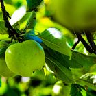 Apfel im Herbst 