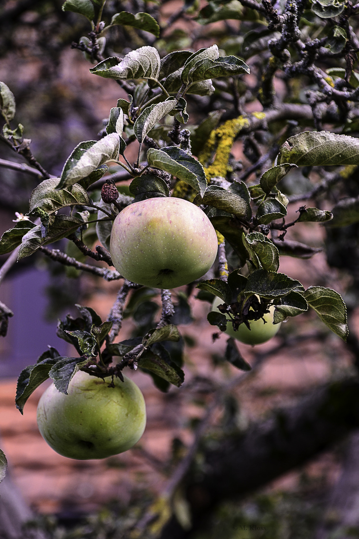 Apfel im Herbst