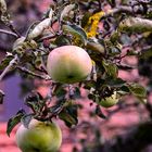 Apfel im Herbst