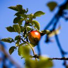 Apfel im Herbst