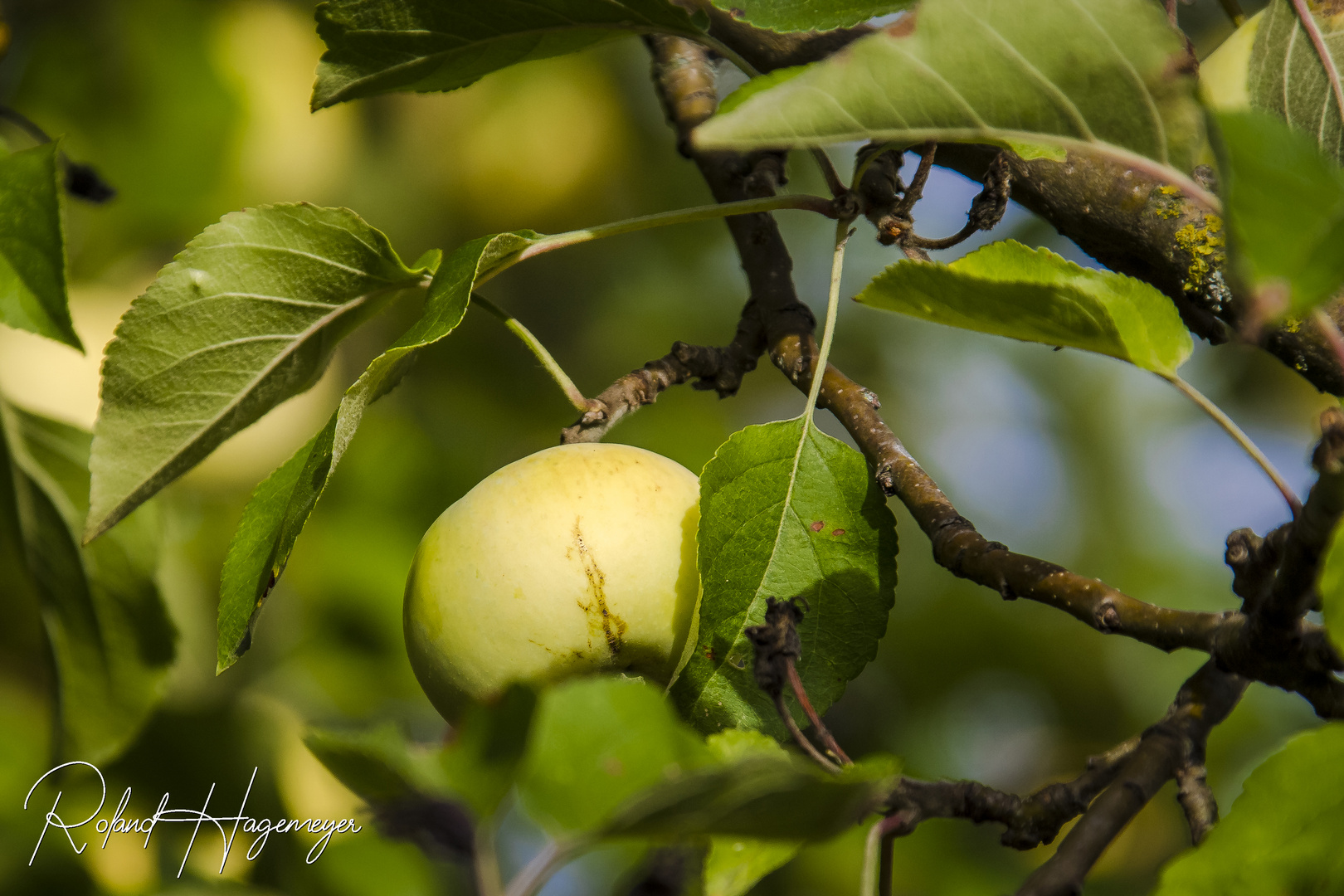 Apfel im Herbst