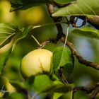 Apfel im Herbst