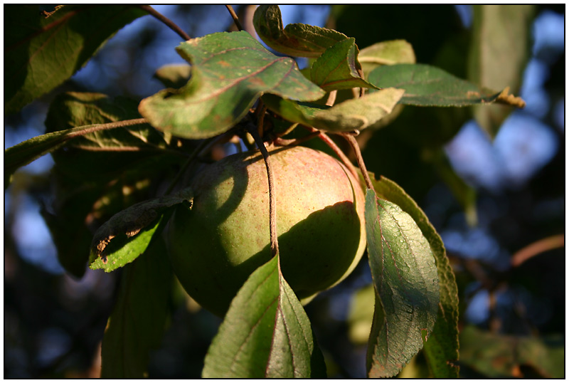 Apfel im Herbstlicht