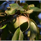 Apfel im Herbstlicht