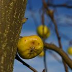 Apfel im Januar