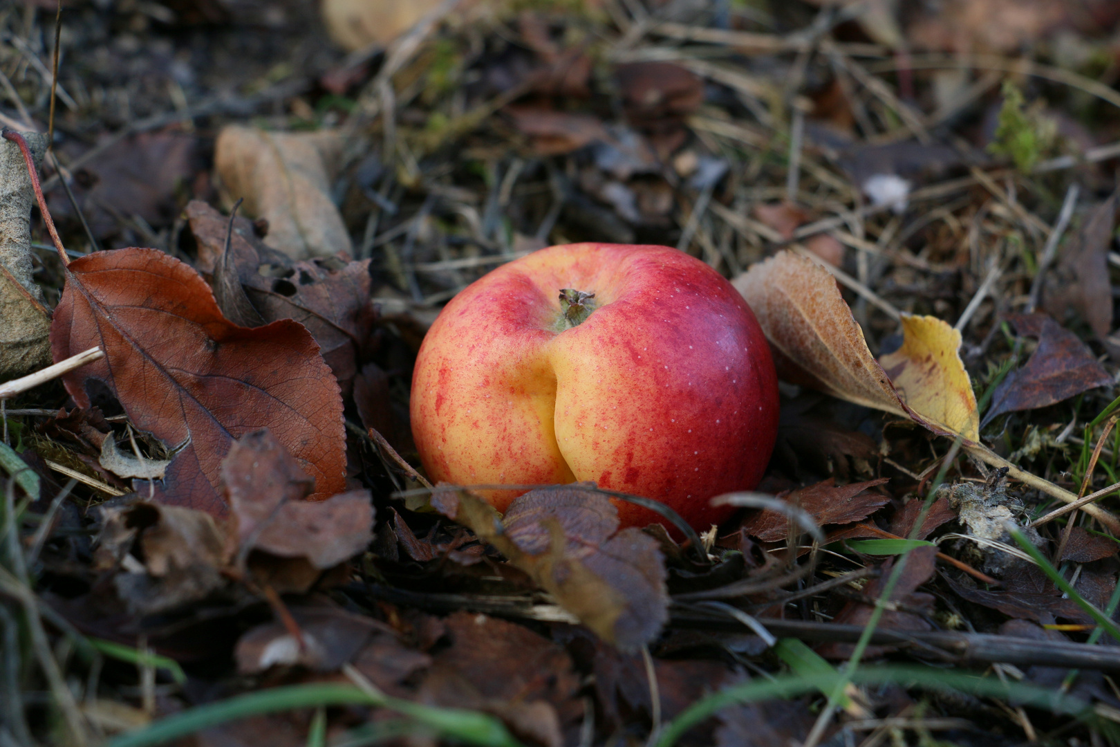 Apfel im Laub