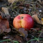 Apfel im Laub