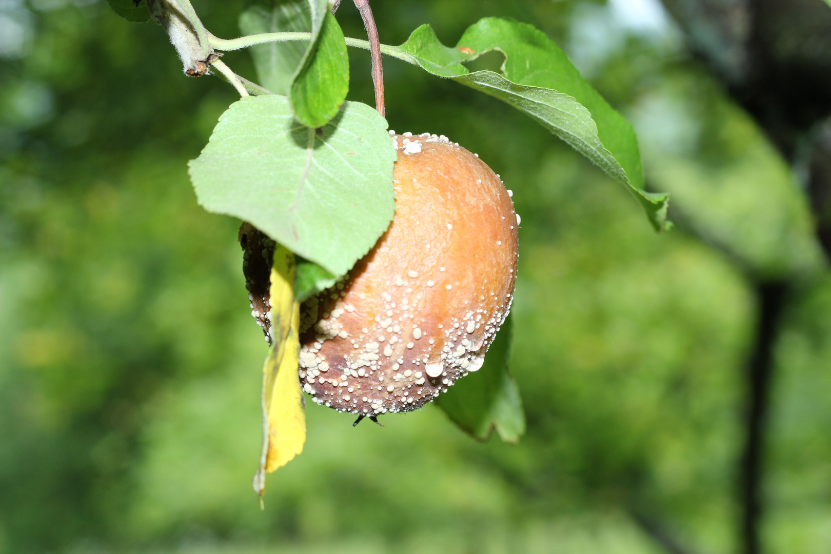 Apfel im Morgentau