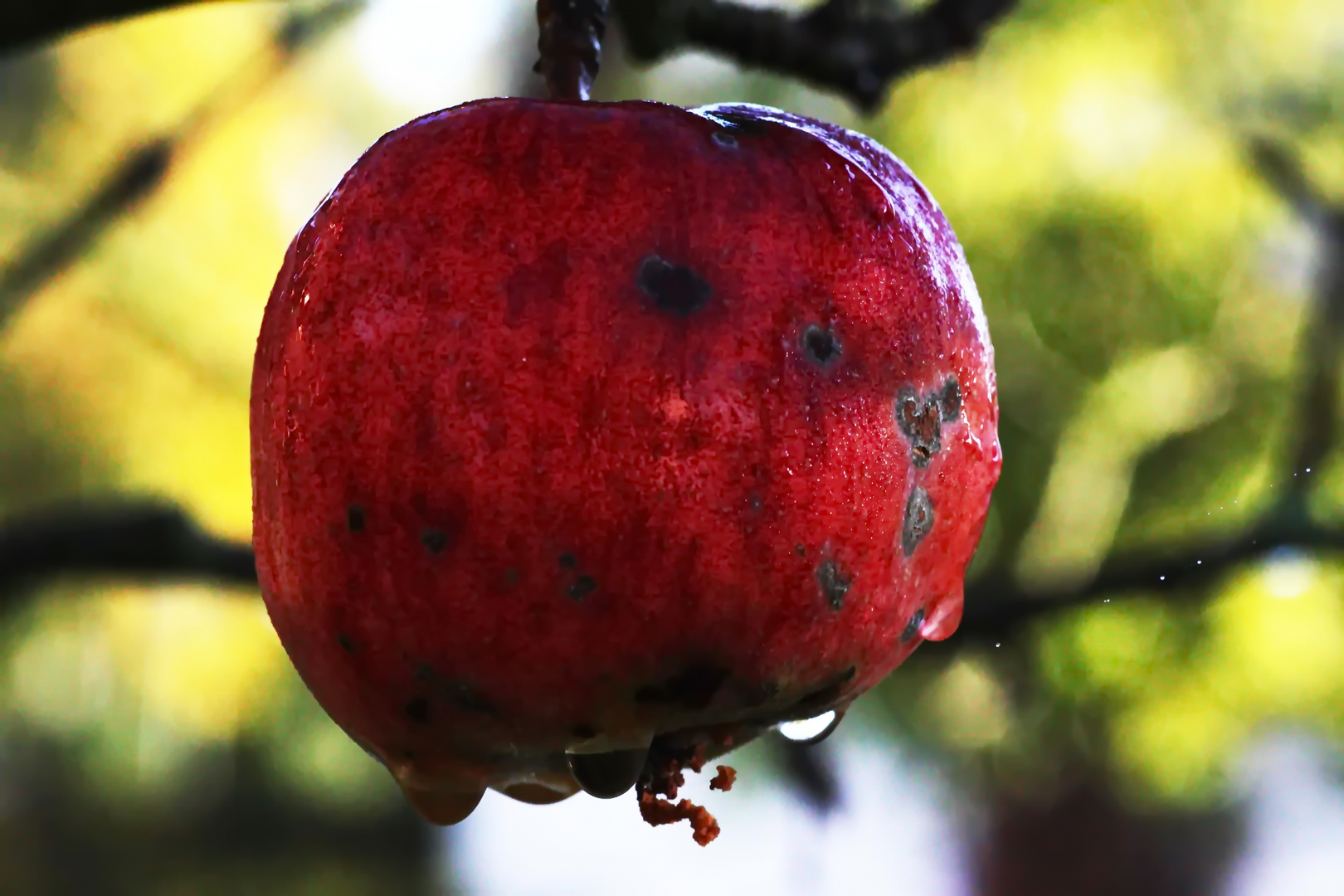 Apfel im Morgentau