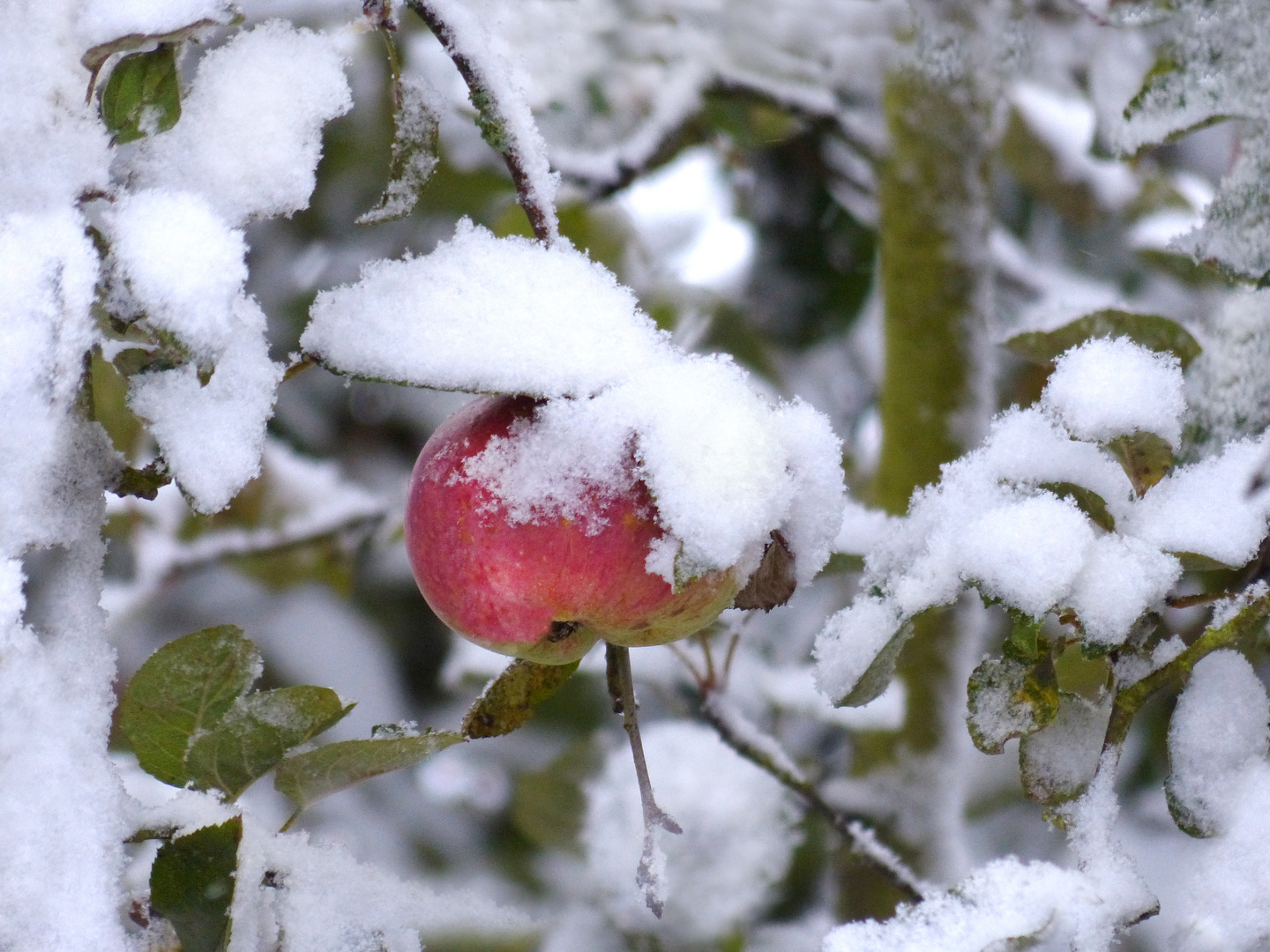 Apfel im Neuschnee