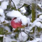 Apfel im Neuschnee