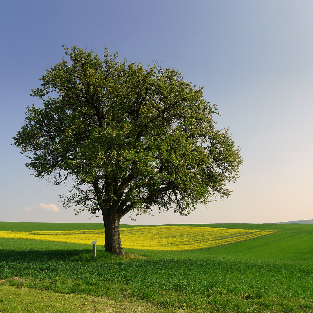 Apfel im Quadrat(format)