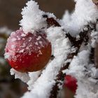 Apfel im Raureif