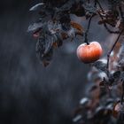 Apfel im Regen