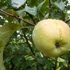 Apfel im Regen...