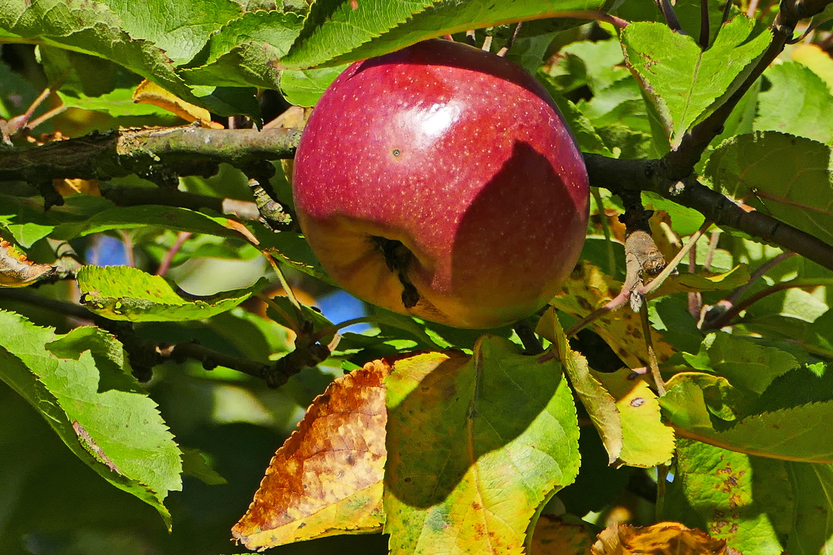Apfel im Schatten der Blätter