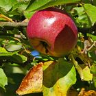 Apfel im Schatten der Blätter