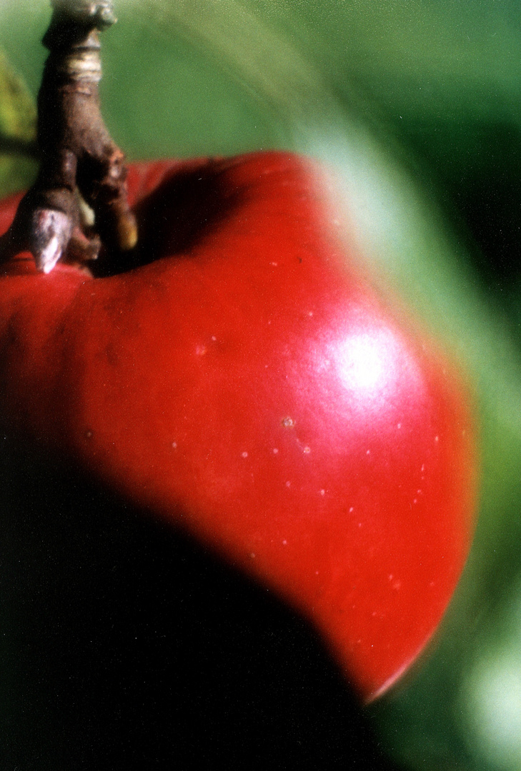 APFEL im SCHLAFROCK