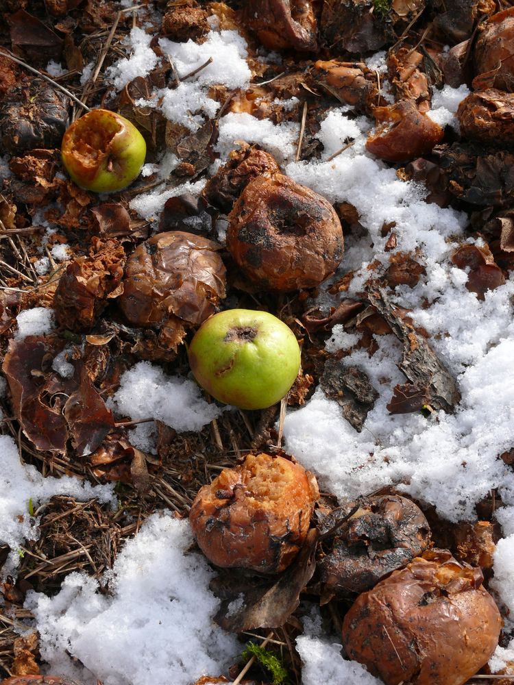 Apfel im Schnee