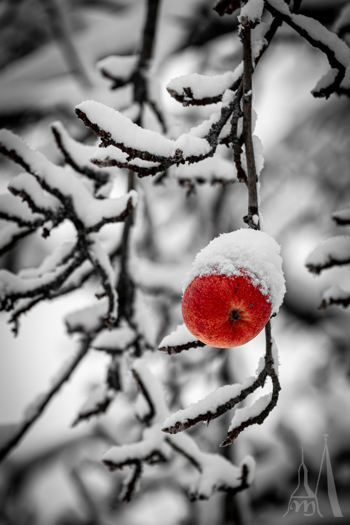 Apfel im Schnee