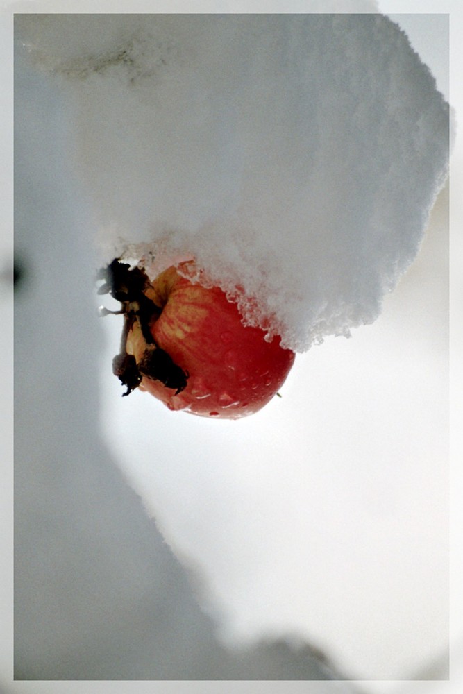 Apfel im Schnee