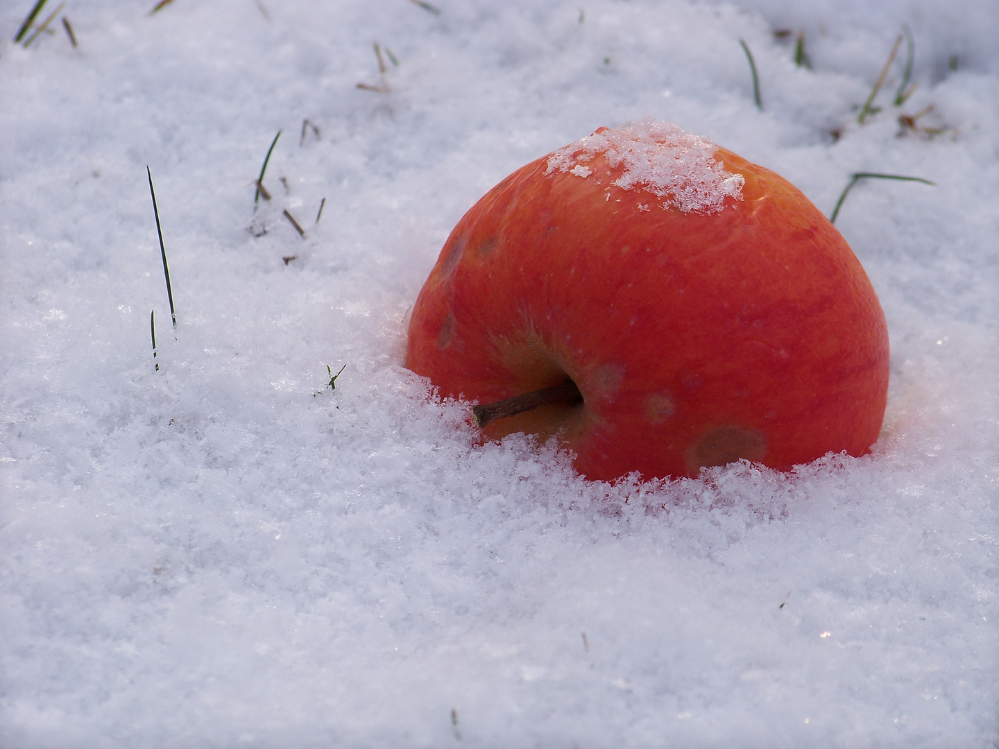 Apfel im Schnee