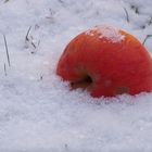 Apfel im Schnee