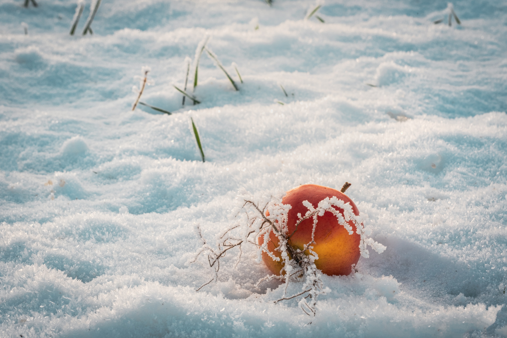 Apfel im Schnee