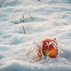 Apfel im Schnee