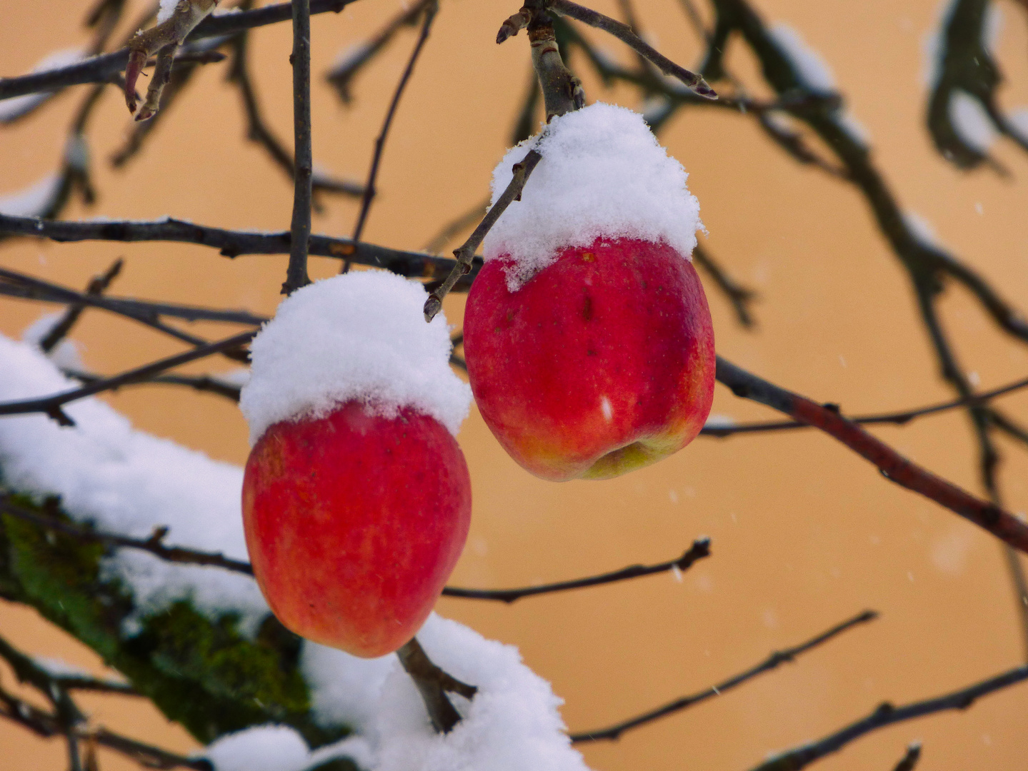 Apfel im Schneemantel