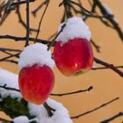 Apfel im Schneemantel