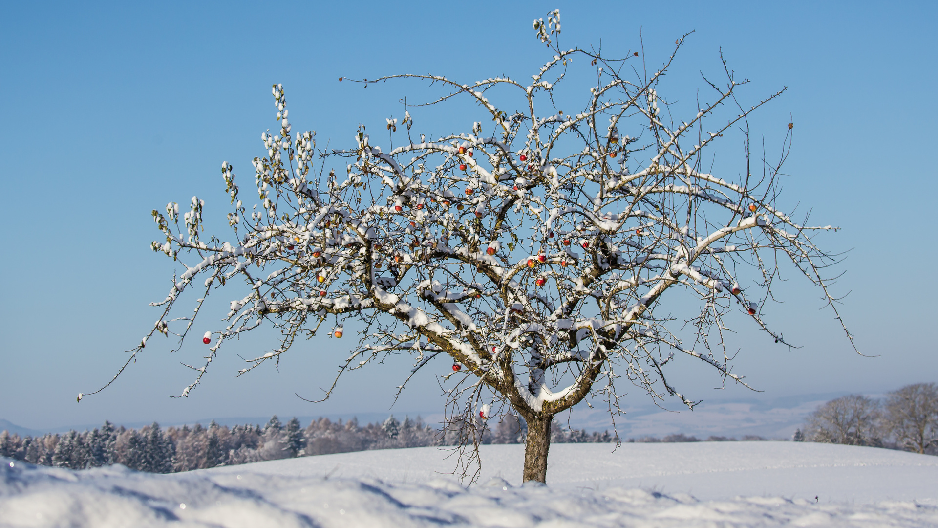 Apfel im Schneerock