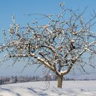 Apfel im Schneerock