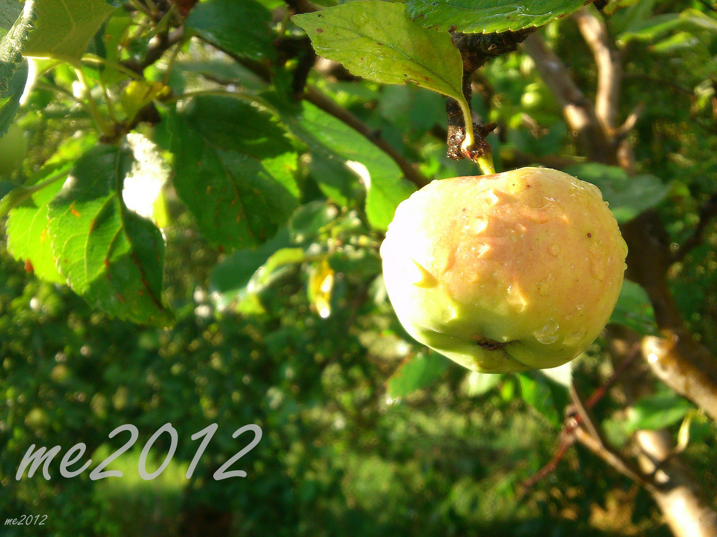 Apfel im Sommerregen