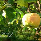 Apfel im Sommerregen