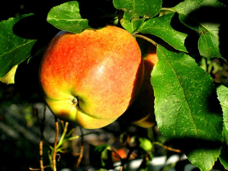 Apfel im Sonnenlicht