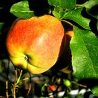 Apfel im Sonnenlicht