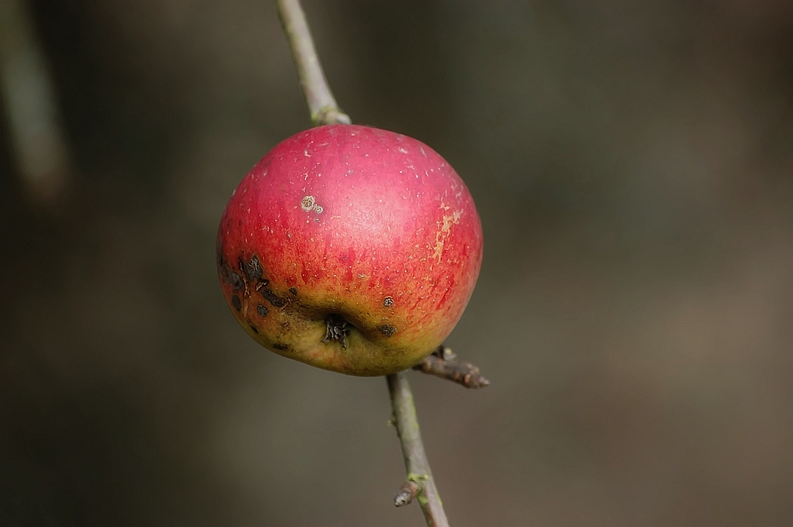 Apfel im Spätherbst