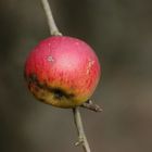 Apfel im Spätherbst