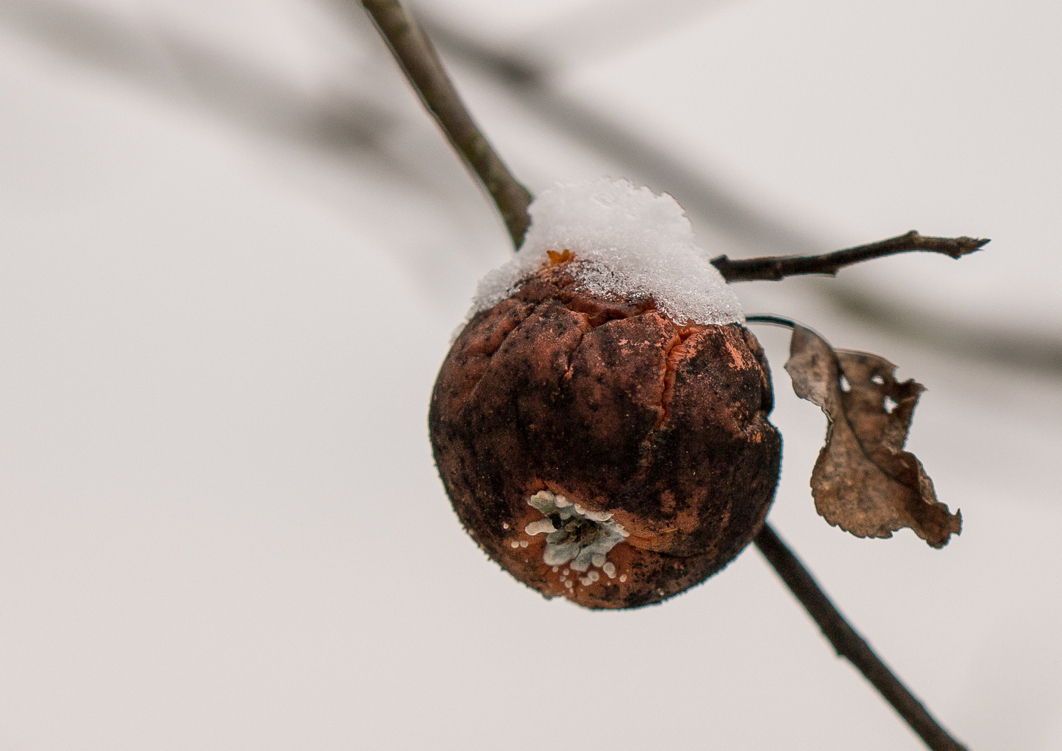 Apfel im Wandel